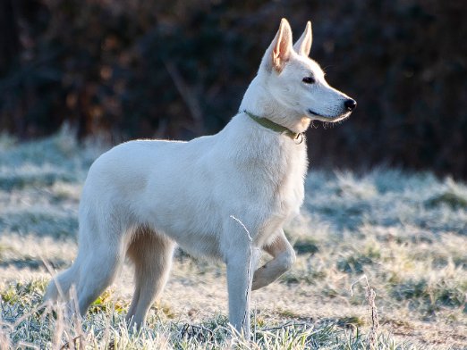 Witte Herder Een Witje is de meest geschikte gezinshond. Voedt hem liefdevol op.