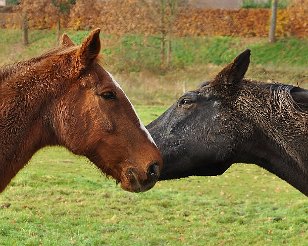 Afscheid_Pia_20121121_110