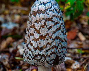 Herfst_Bokrijk_20130929_013