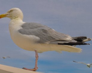 Texel_20120702_521-2