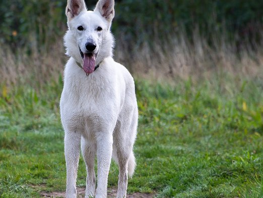 Honden Laat een hond genieten van zijn leven. Maak hem sociaal.